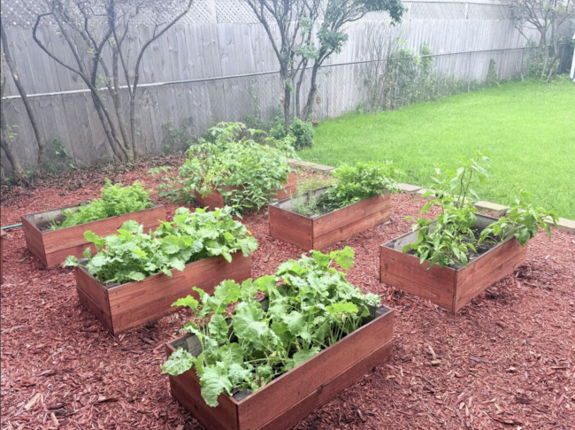 Raised garden beds on a sunny summer day