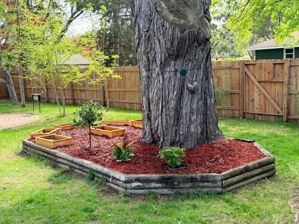 Peaceful garden with a mature tree at an Alliance Residences community